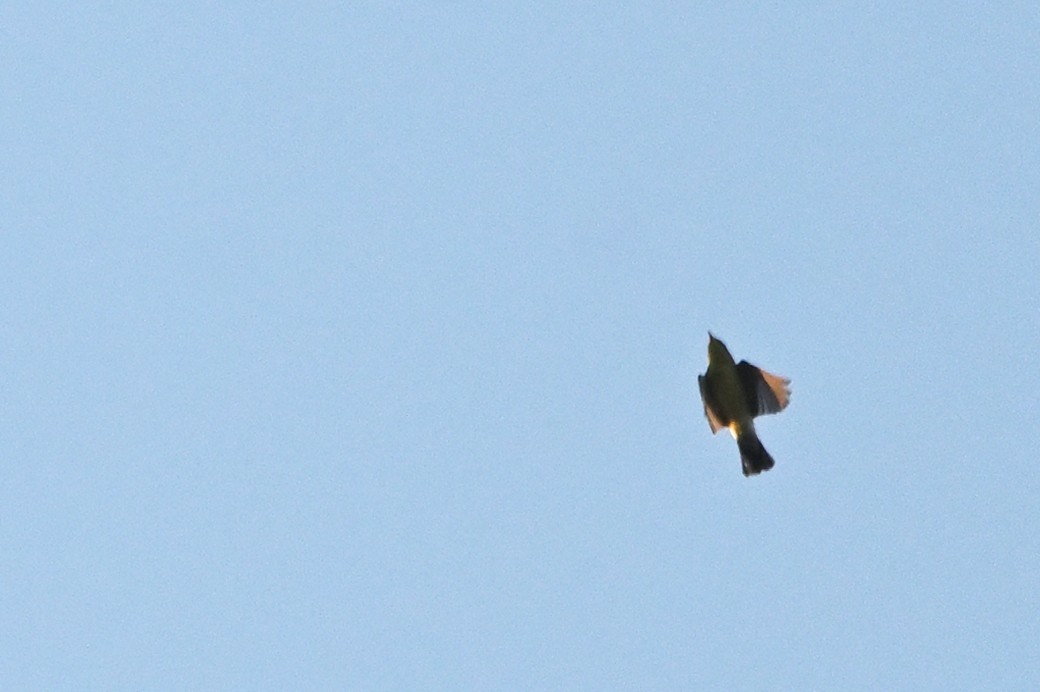 new world warbler sp. - ML644881810