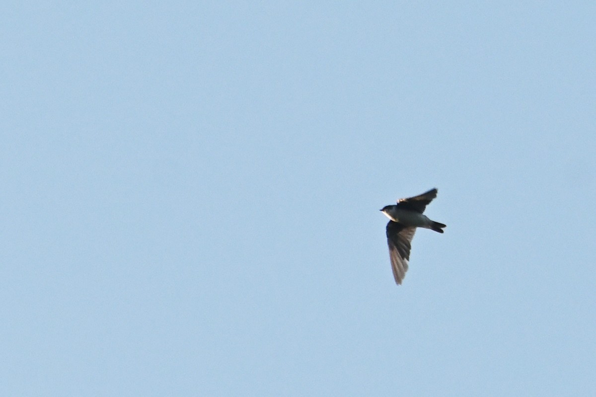 Tree Swallow - ML644881823
