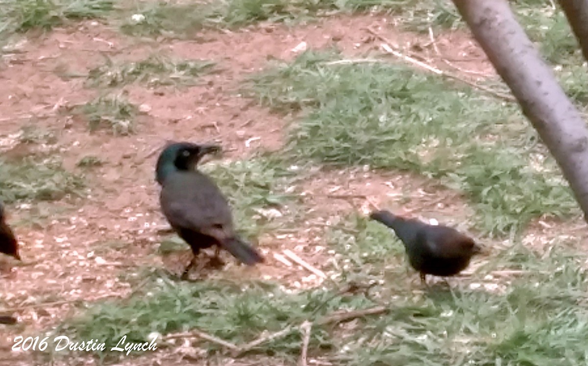 Purpurgrackel - ML644881830