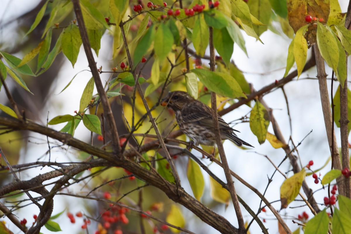 Purple Finch - ML644881835