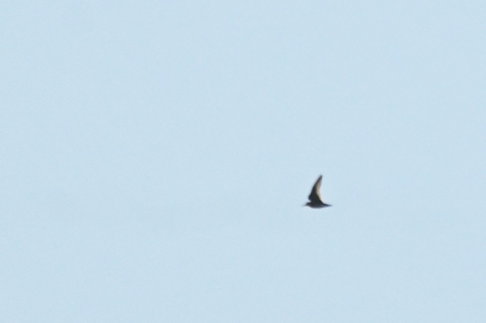 shorebird sp. - ML644881836