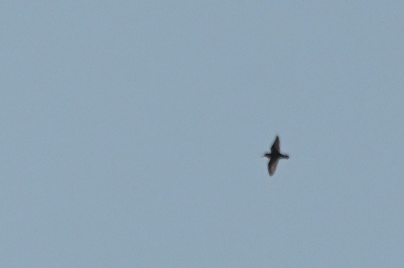 shorebird sp. - ML644881848