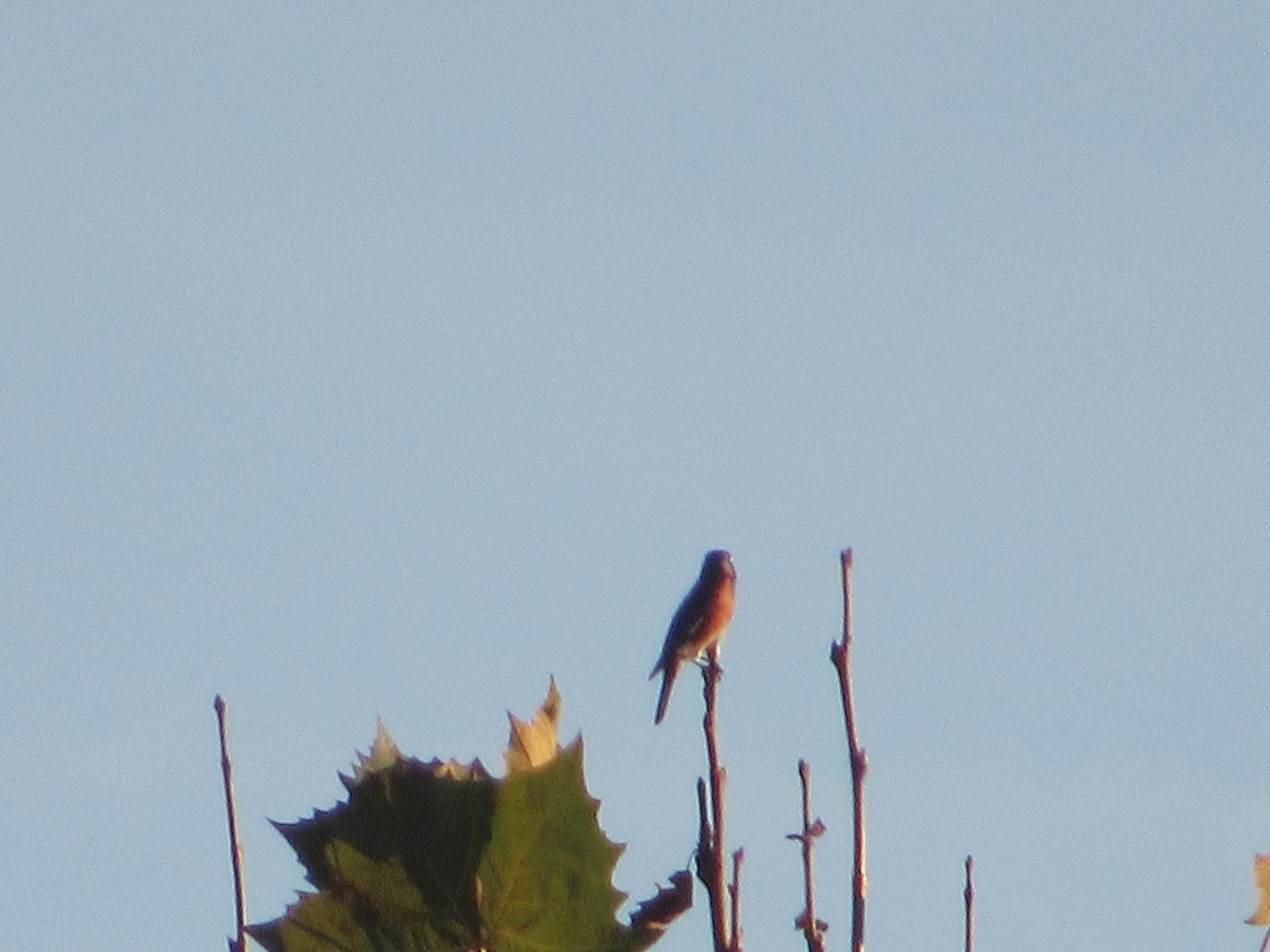 Eastern Bluebird - ML644881850