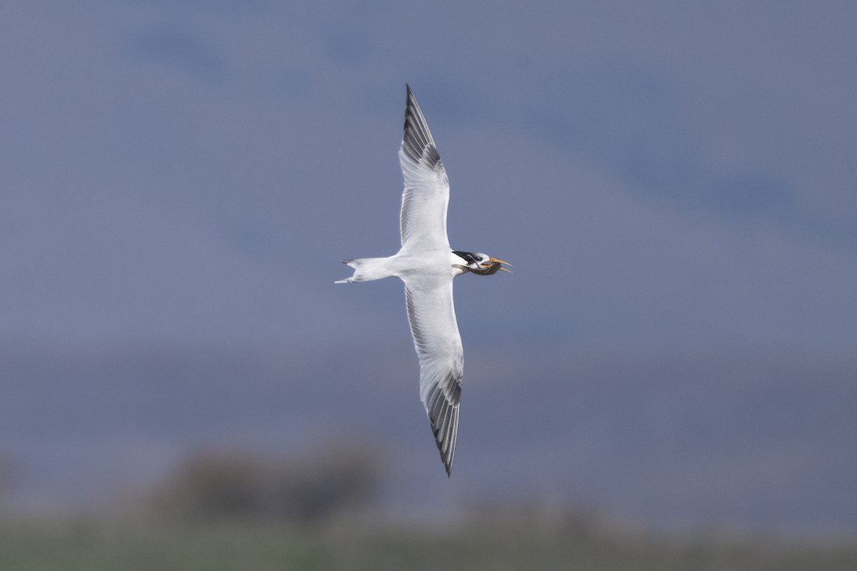 rybák západní - ML644881854