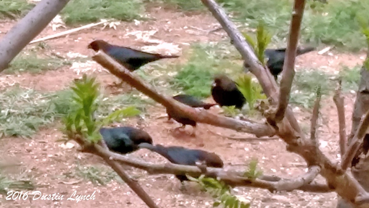 Коровий трупиал, буроголовый желтушник - ML644881855