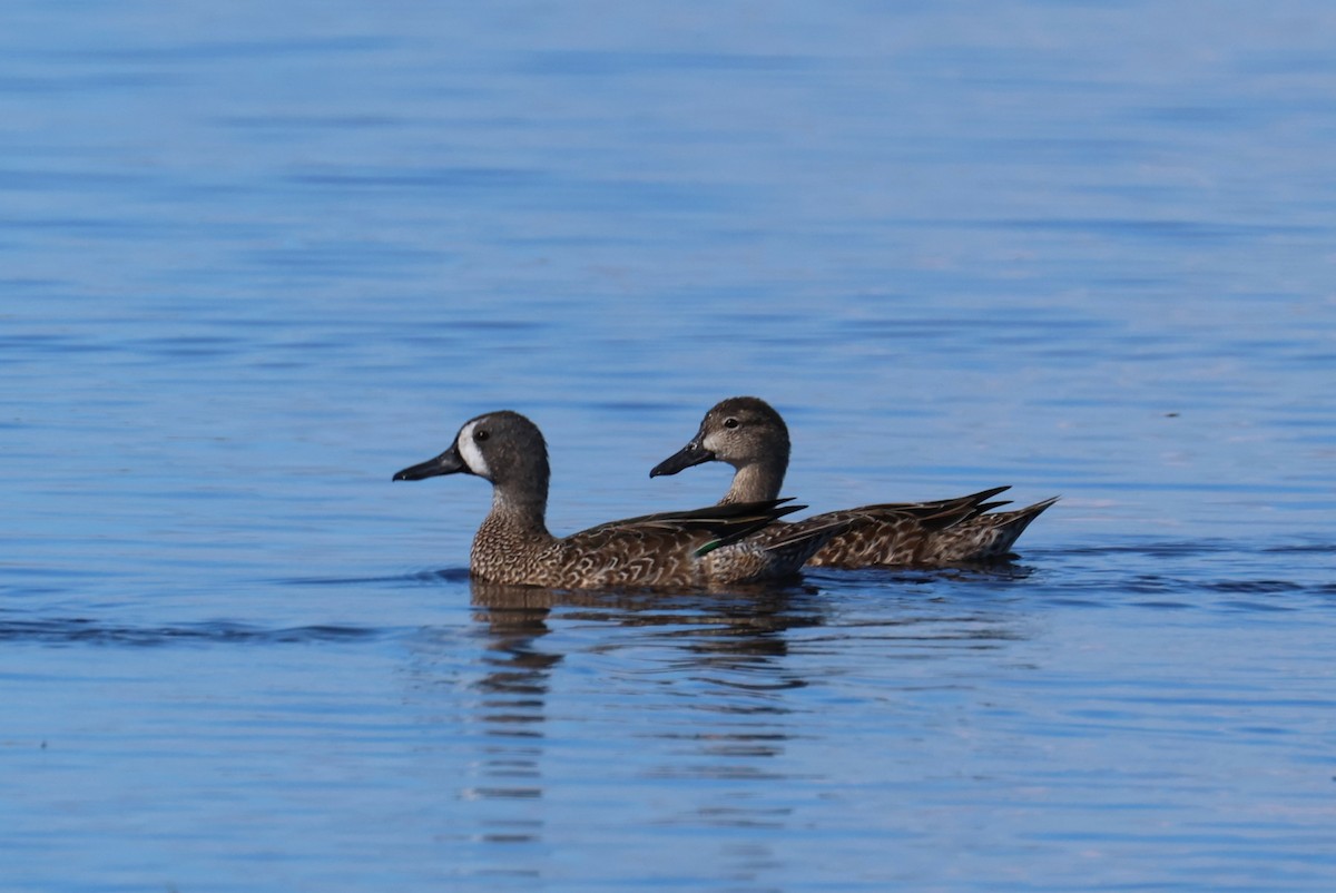 Синекрылый чирок - ML644881861
