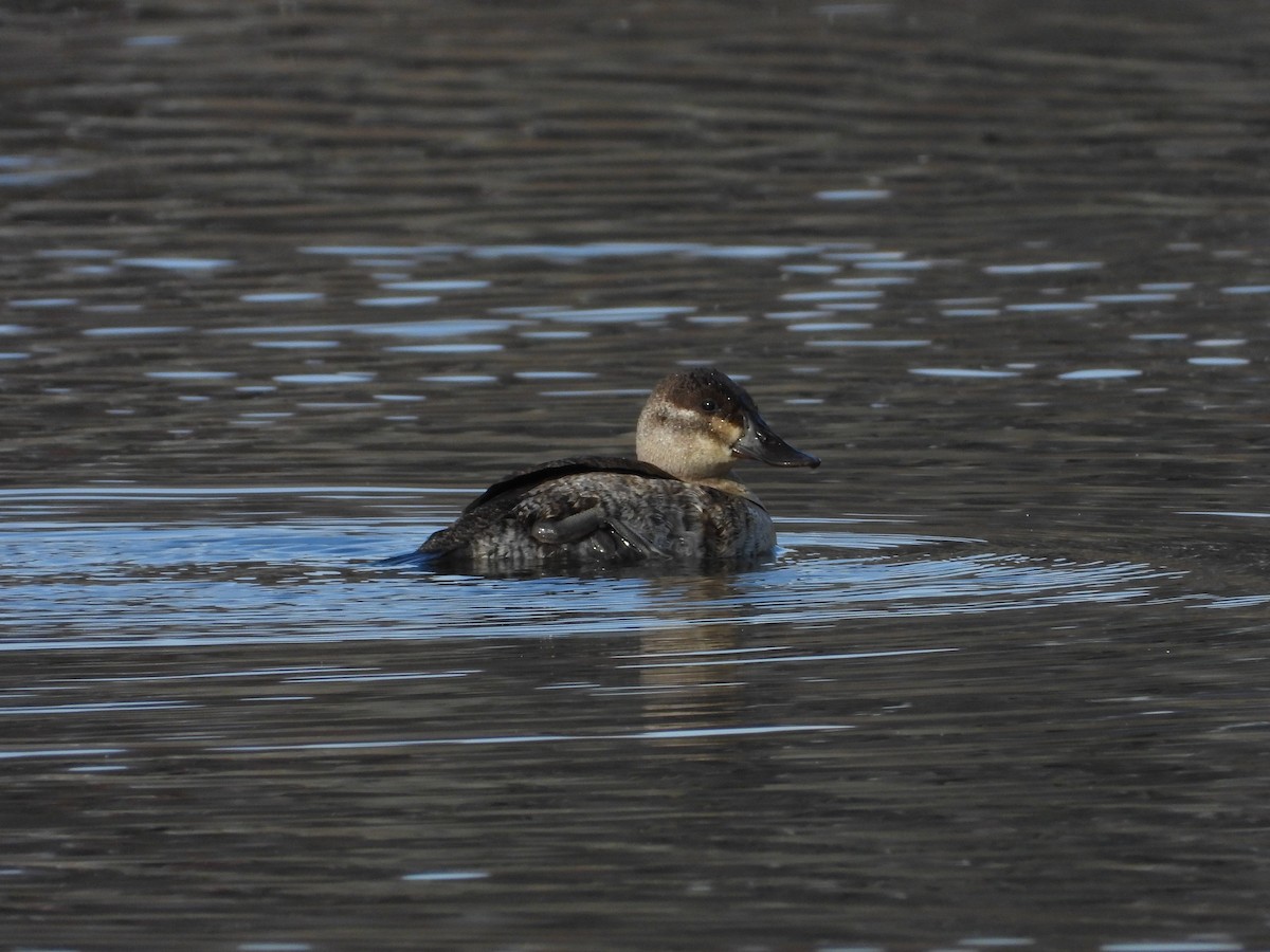 Ruddy Duck - ML644881880
