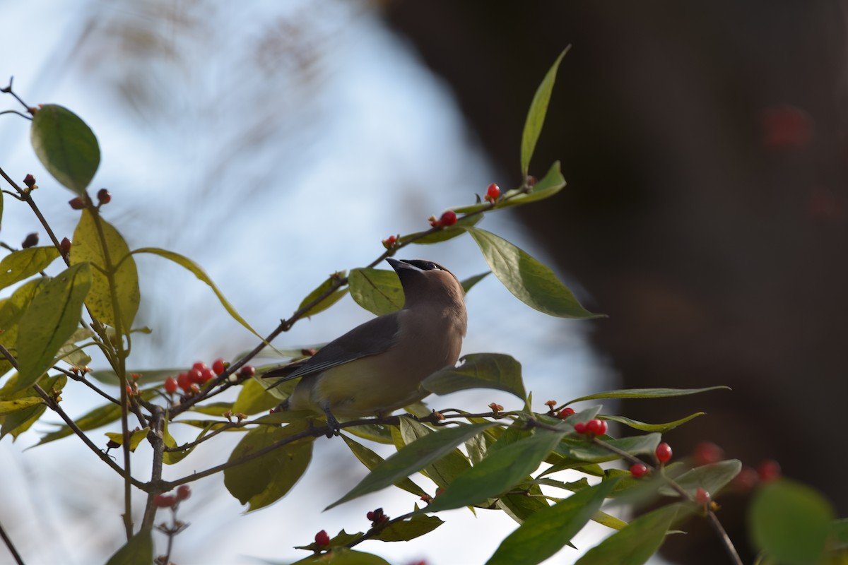 Jaseur d'Amérique - ML644881886