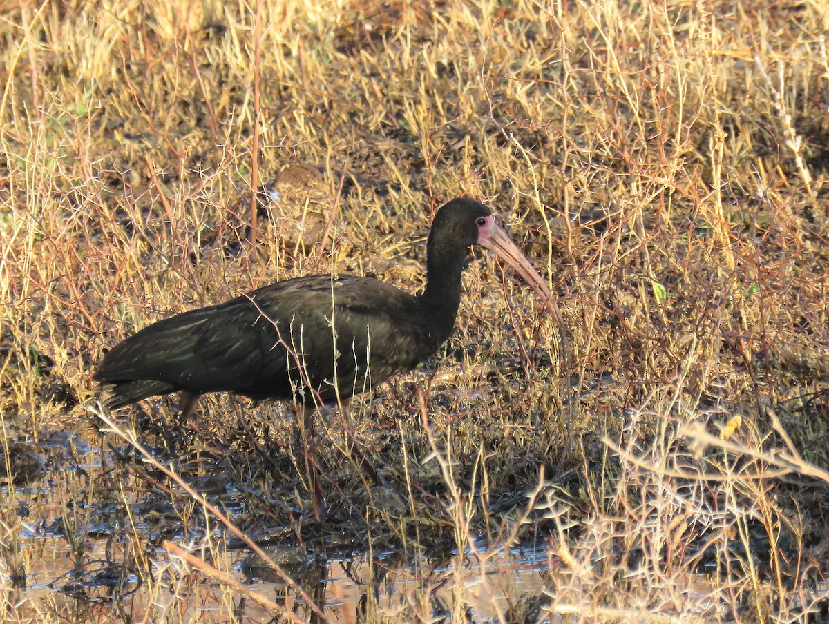 Bare-faced Ibis - ML644881895