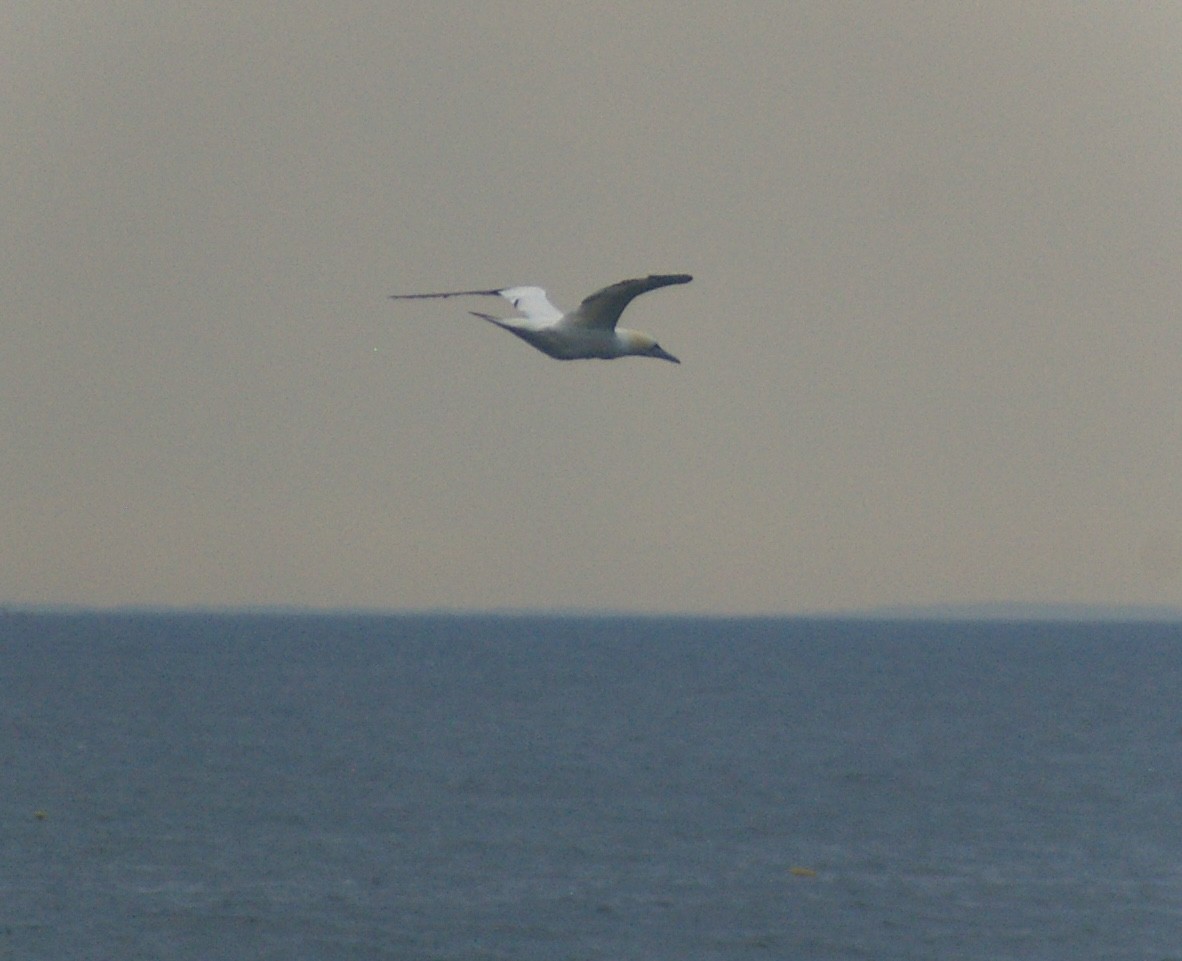 Alcatraz Atlántico - ML644881901