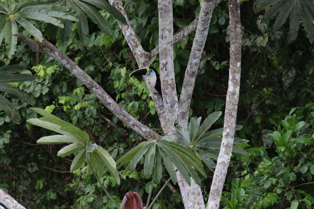 White-throated Toucan - ML644881907