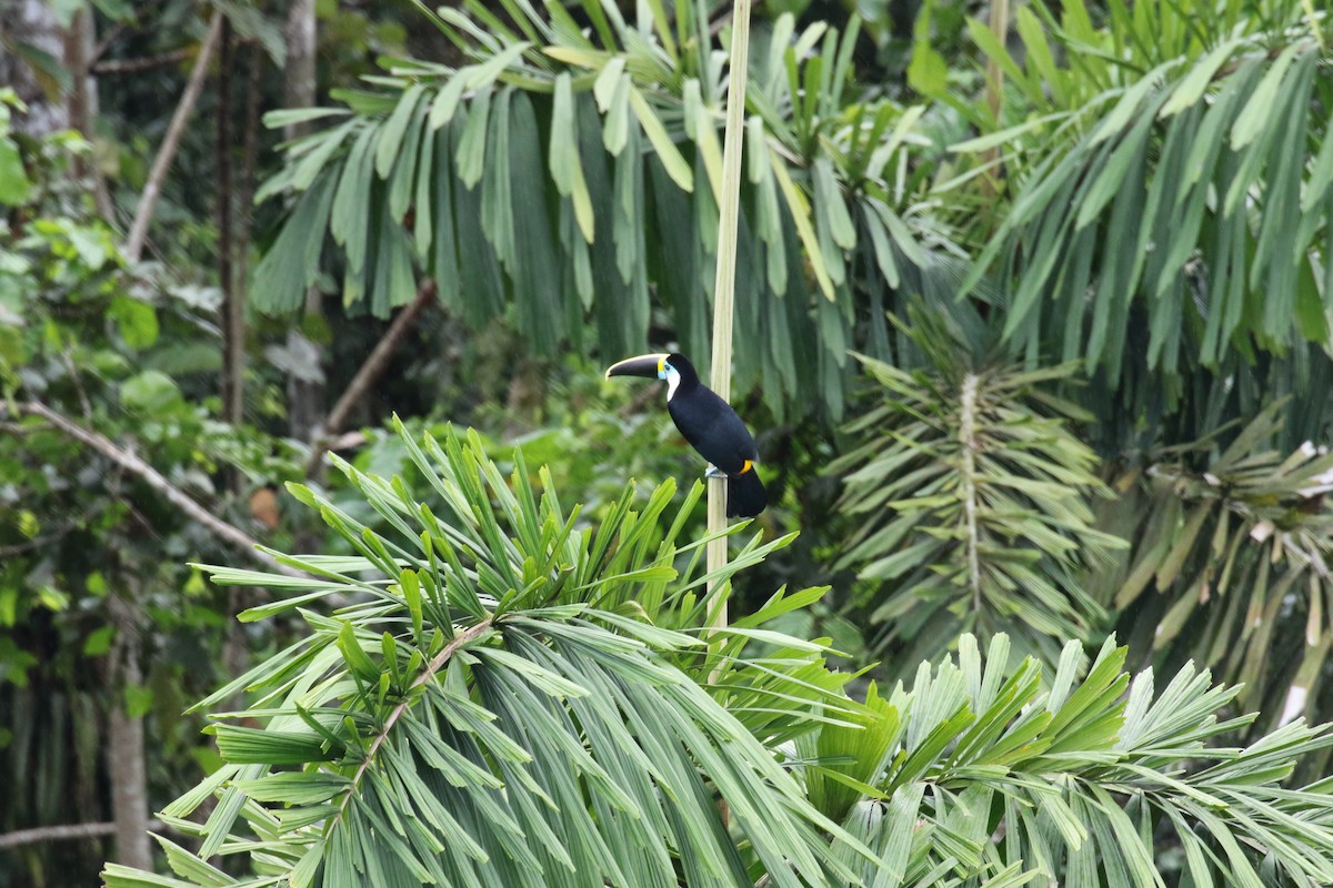 White-throated Toucan - ML644881908
