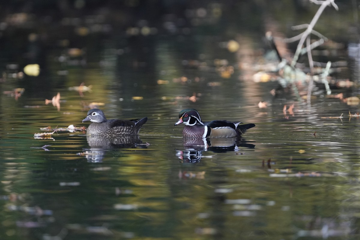 Ahate karolinarra - ML644881909