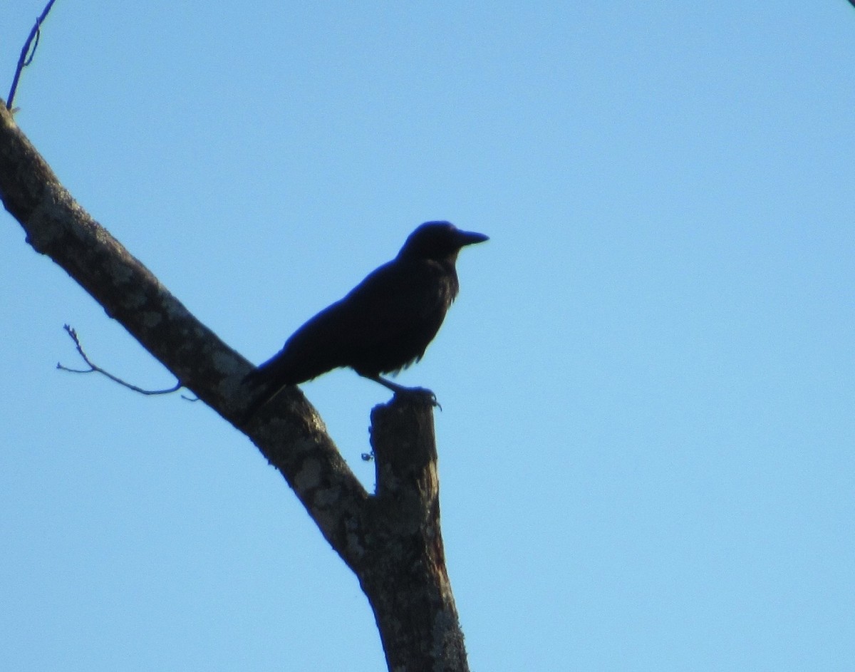 American Crow - ML644881917