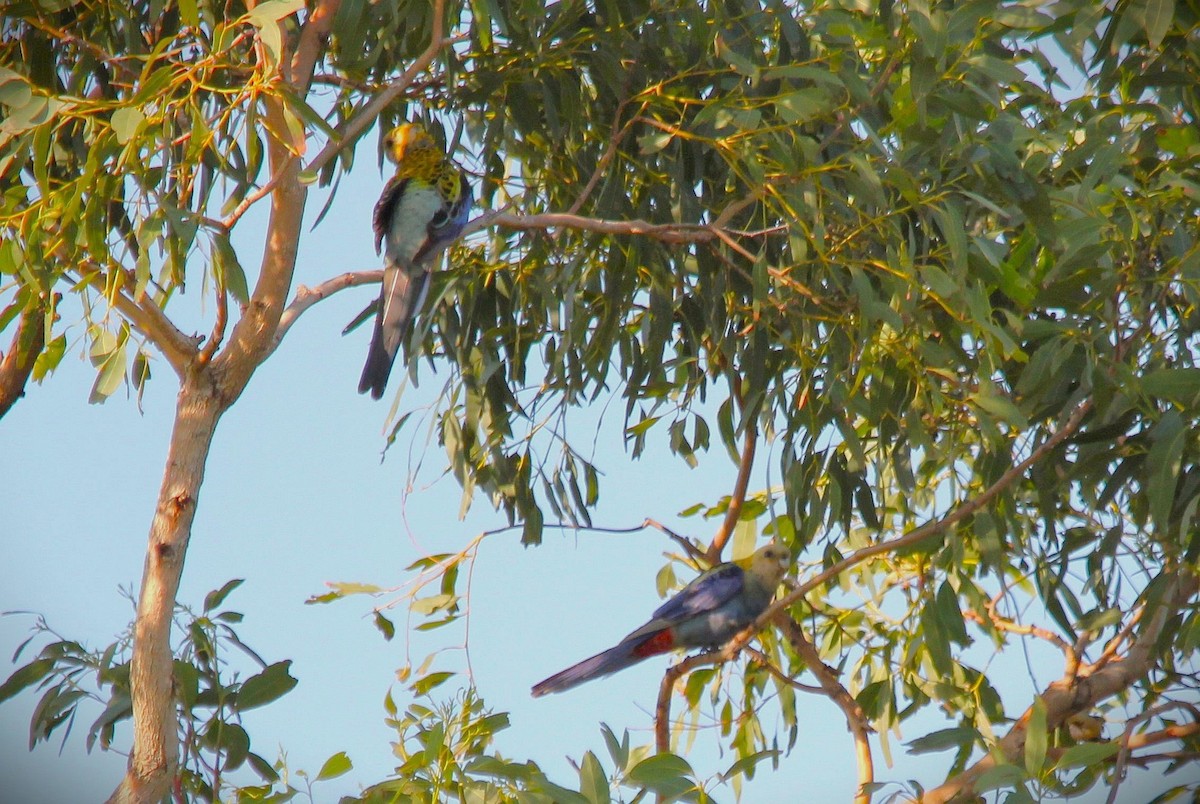 Pale-headed Rosella - ML644881920