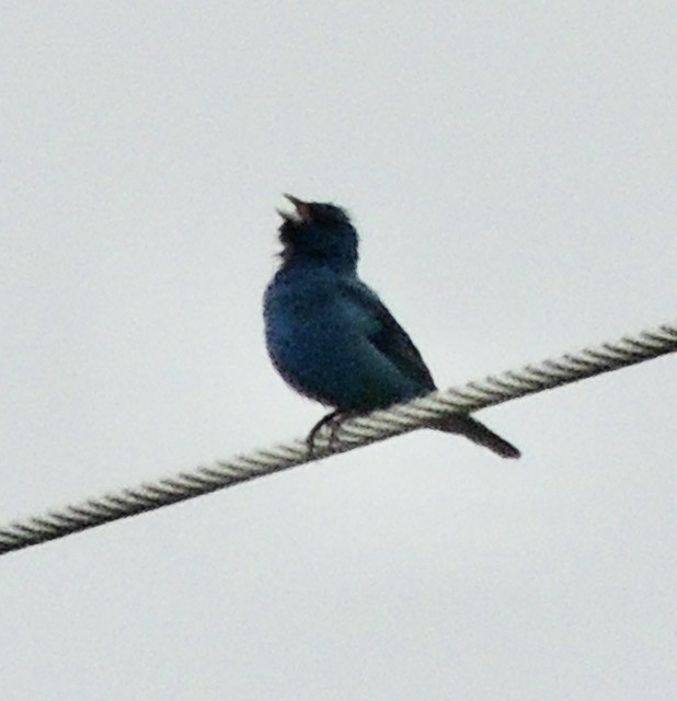 Индиговый колорин - ML644881929