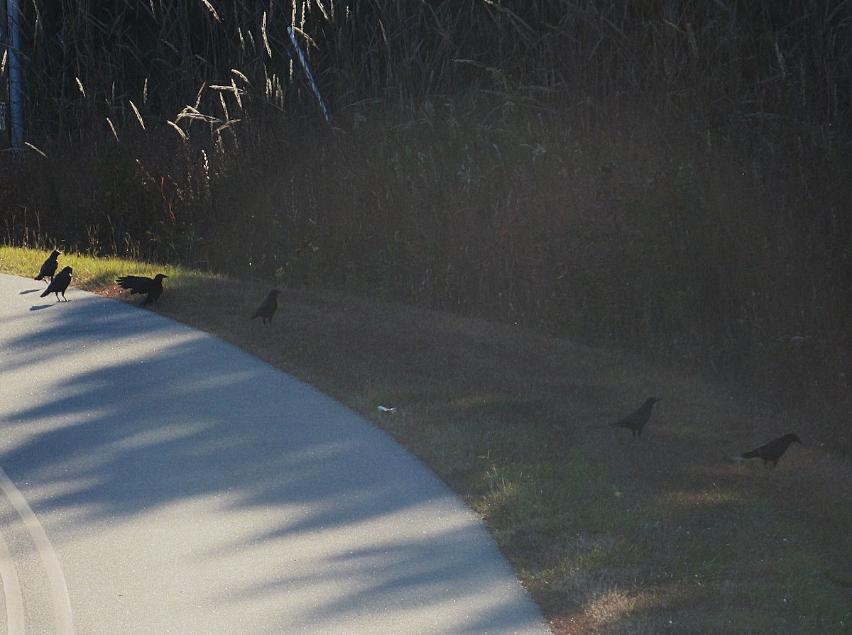 American Crow - ML644881930