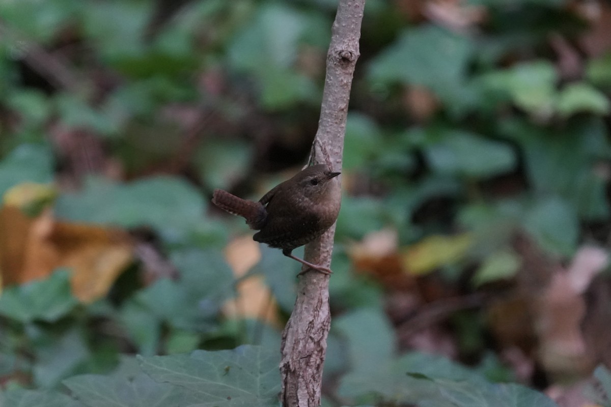 Winter Wren - ML644881932