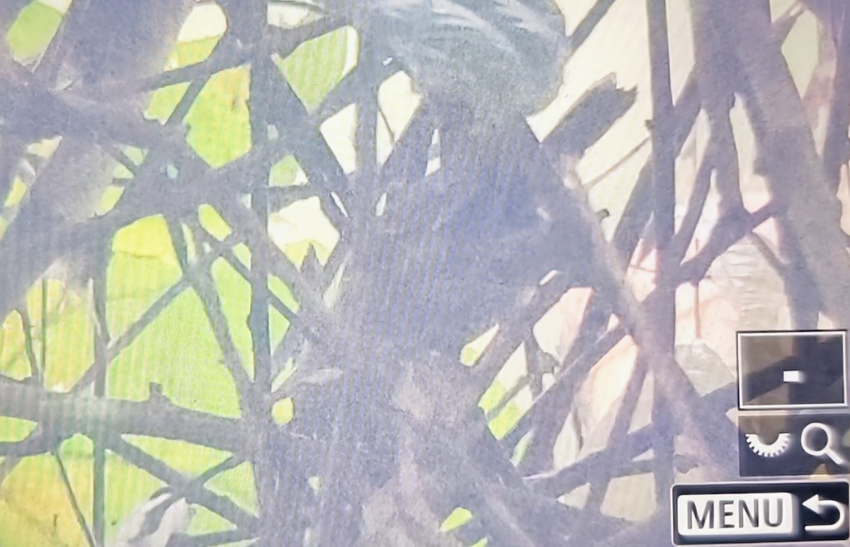 Gray Longbill - ML644881937