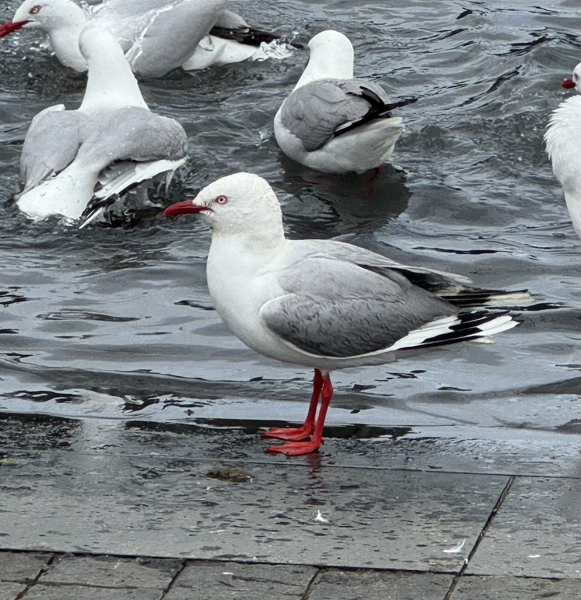 Silver Gull (Red-billed) - ML644881941