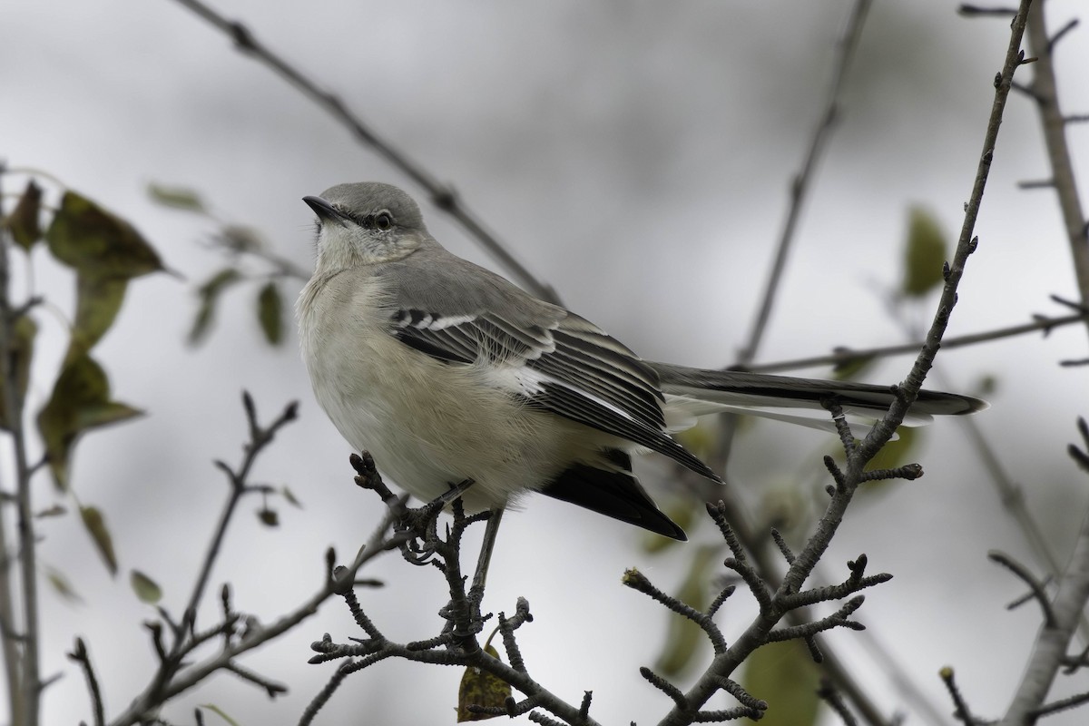 Northern Mockingbird - ML644881958