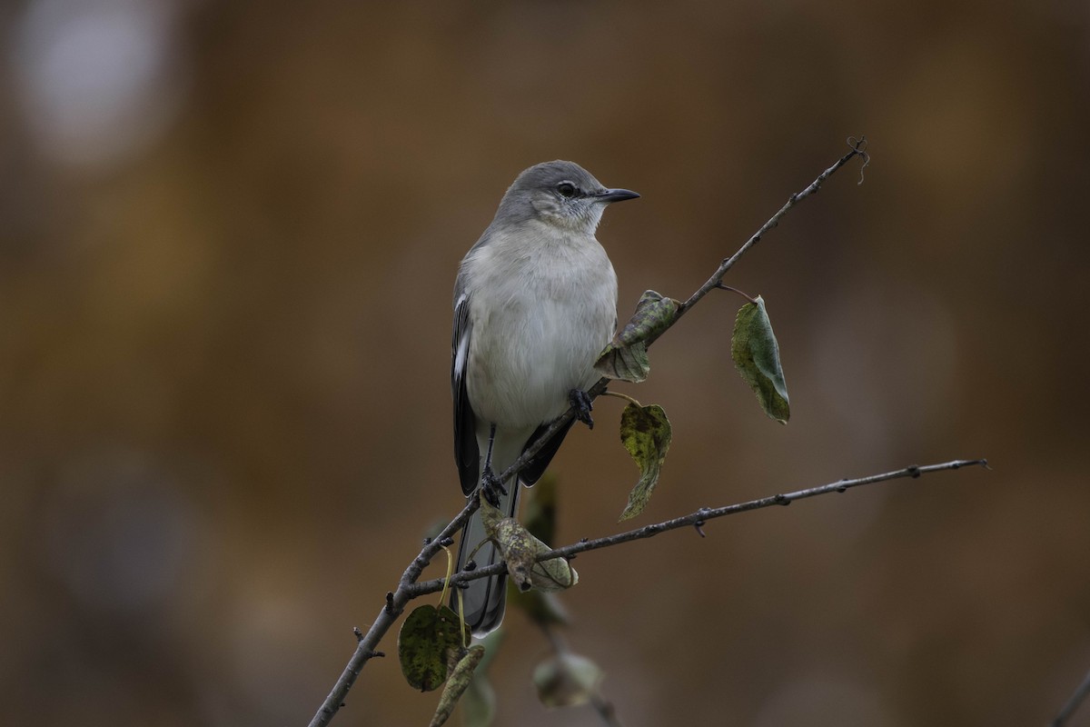 Northern Mockingbird - ML644881959