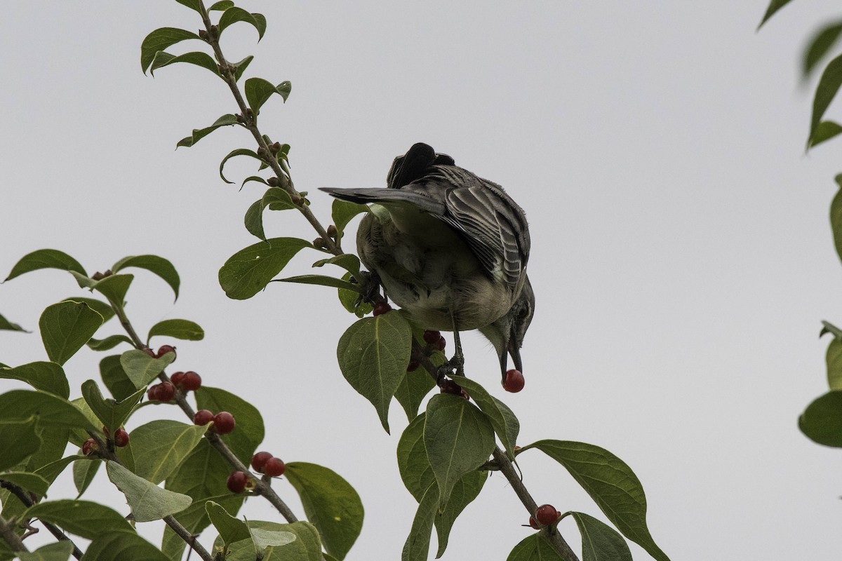 Northern Mockingbird - ML644881960