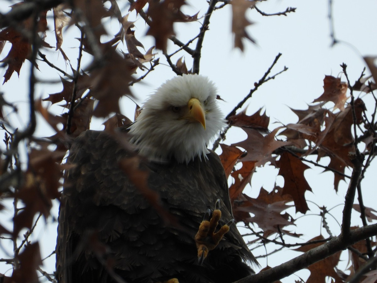 hvithodehavørn - ML644881975