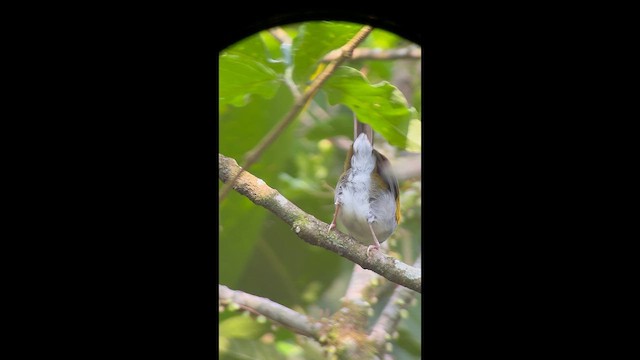 Plain-crowned Spinetail - ML644881977