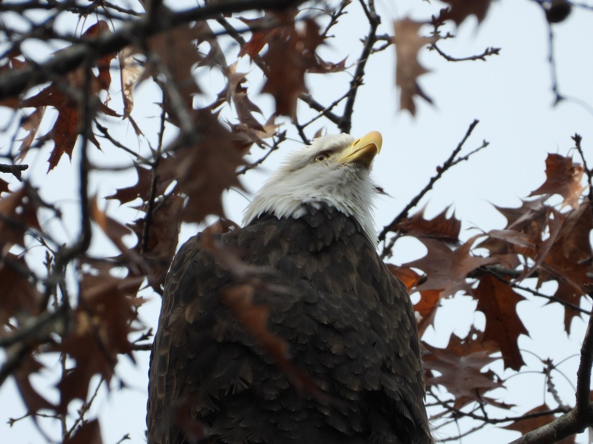 hvithodehavørn - ML644881979
