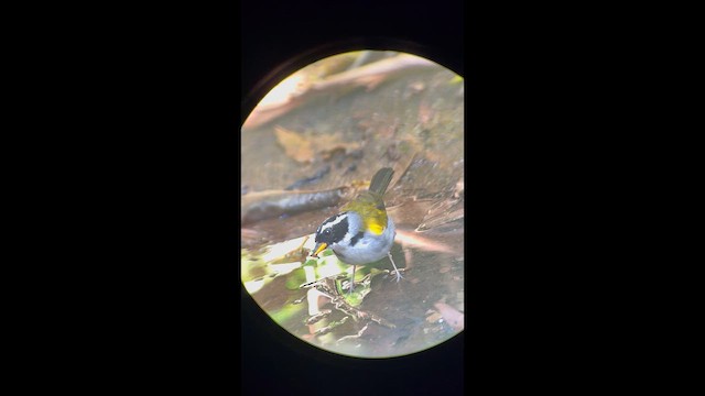 Plain-crowned Spinetail - ML644881980