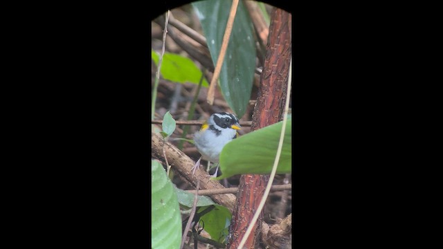 Plain-crowned Spinetail - ML644881981