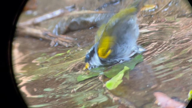 Plain-crowned Spinetail - ML644881982