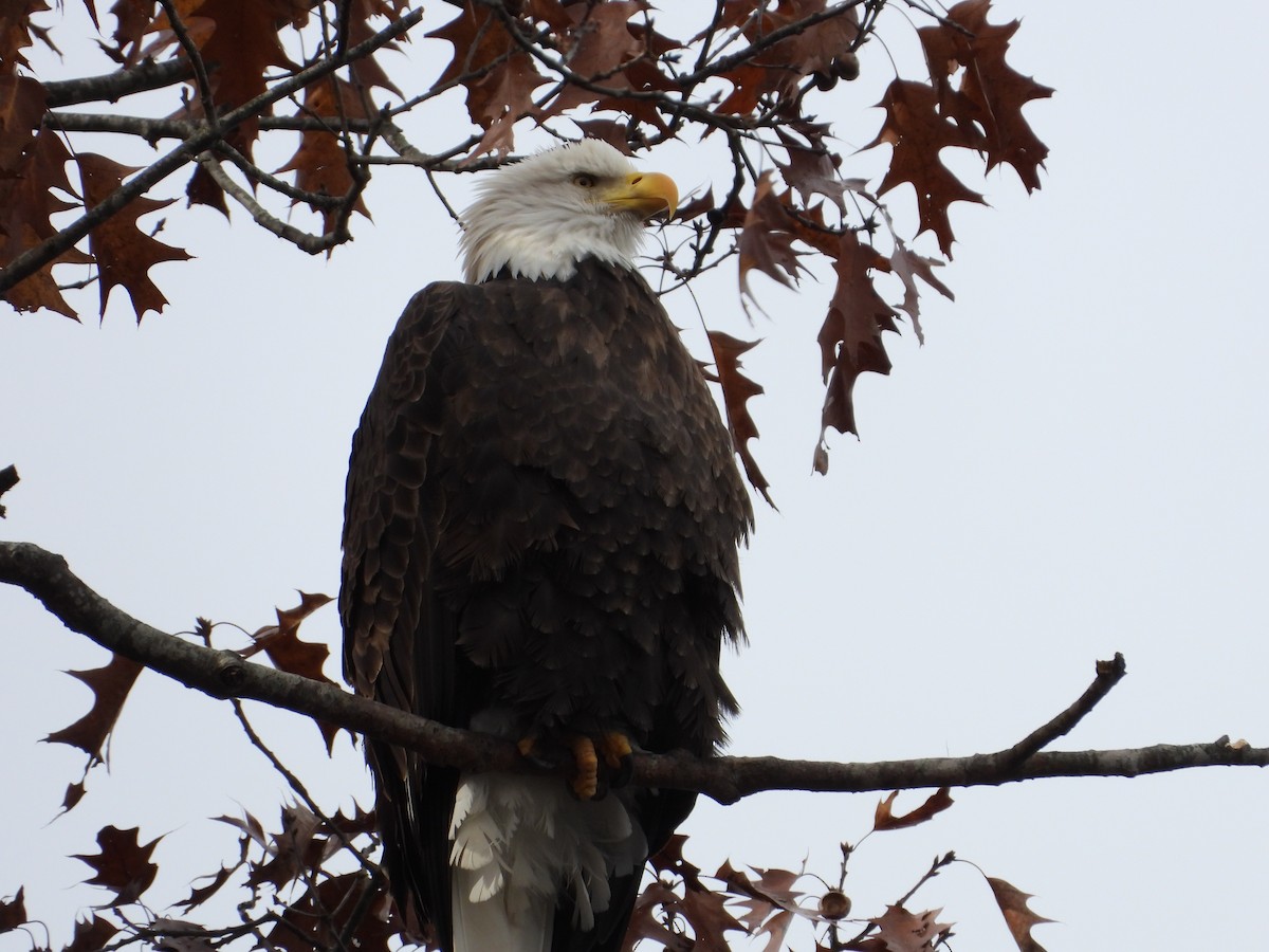 hvithodehavørn - ML644881987