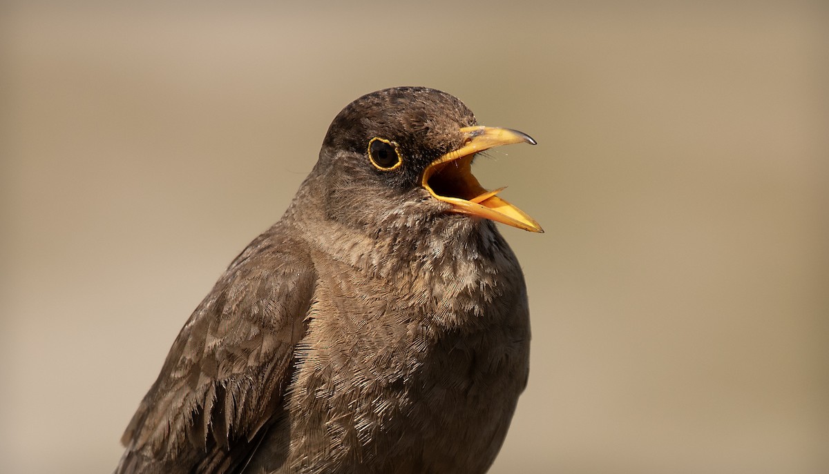 Austral Thrush - ML644881994