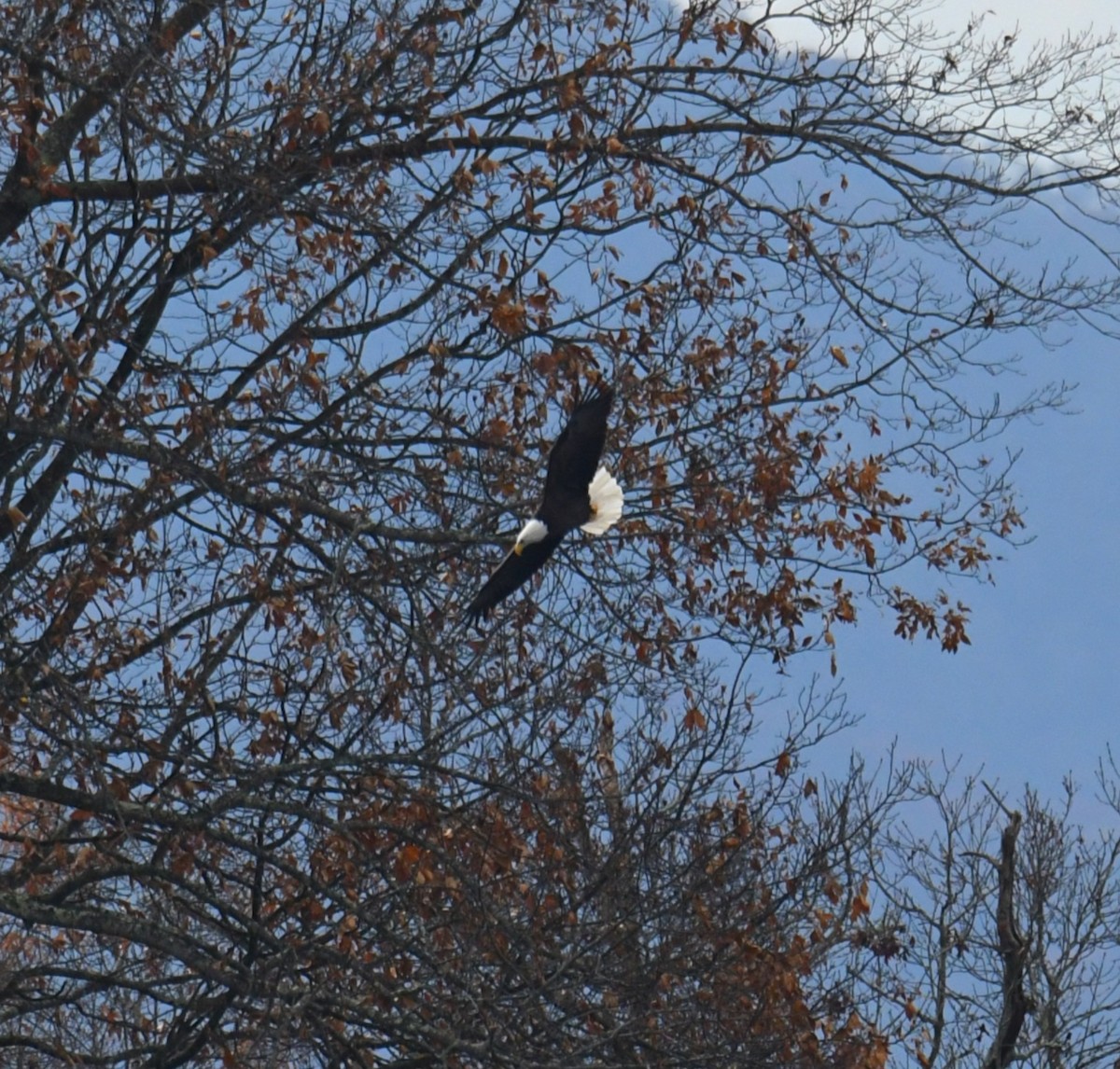 hvithodehavørn - ML644881996