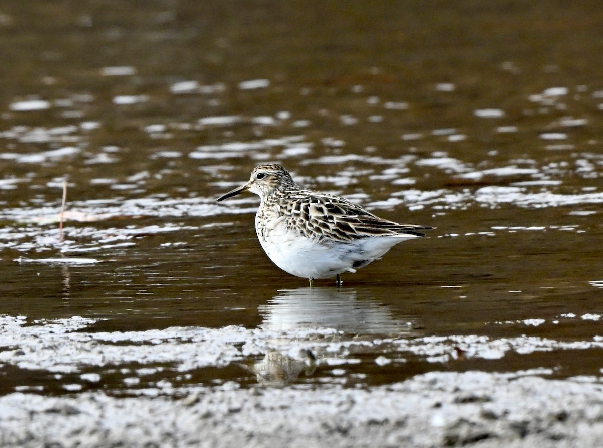 jespák skvrnitý - ML644881997