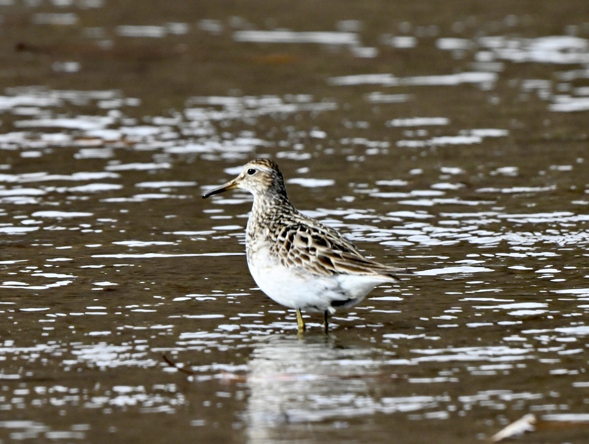 jespák skvrnitý - ML644881998