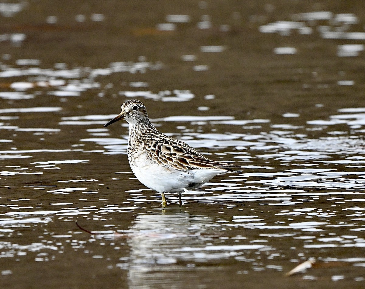 jespák skvrnitý - ML644881999