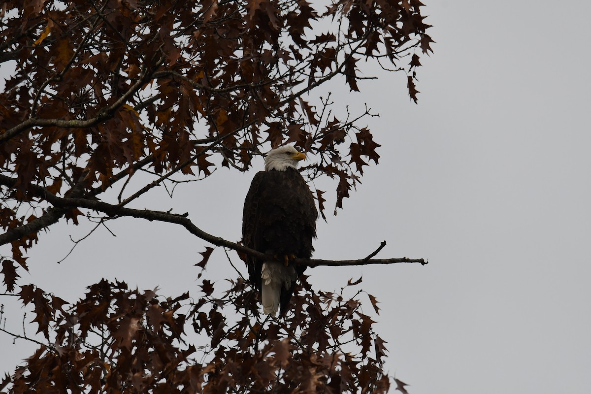 hvithodehavørn - ML644882001