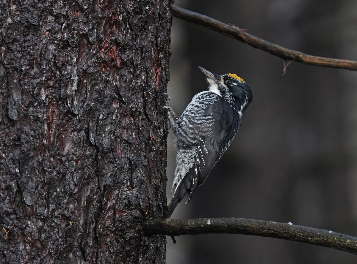 American Three-toed Woodpecker - ML644882006