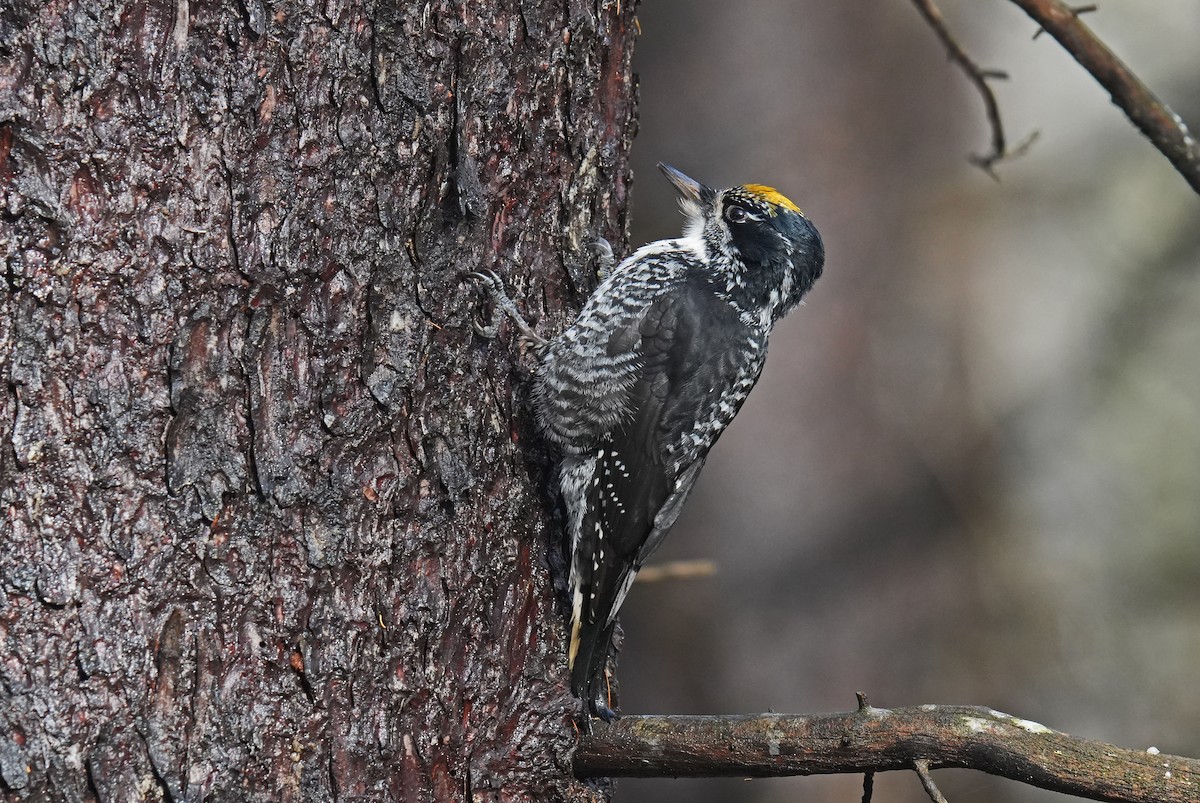 American Three-toed Woodpecker - ML644882008