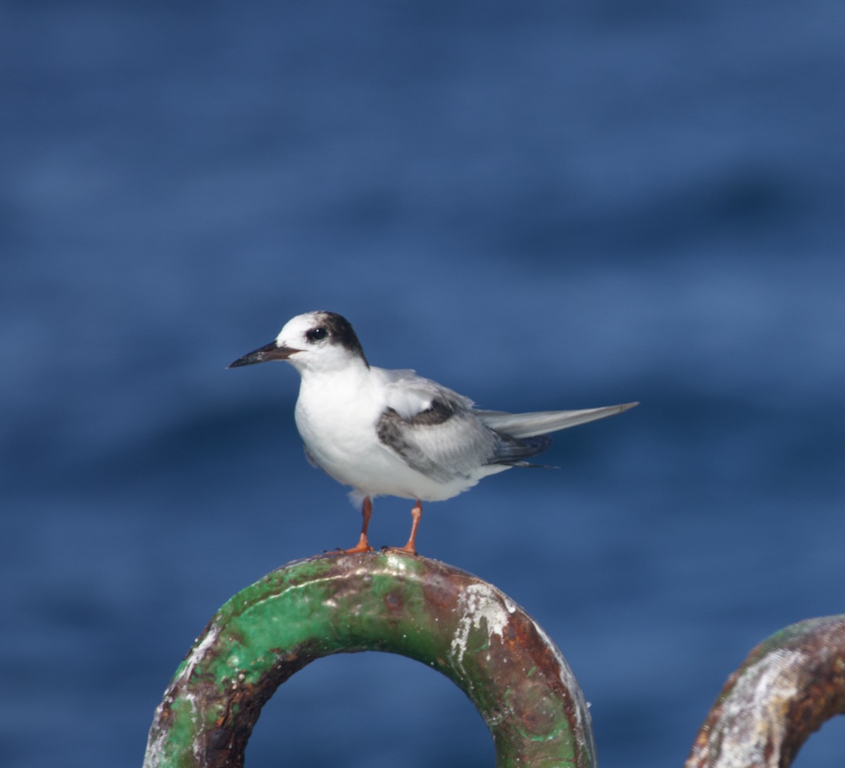 rybák obecný - ML644882033