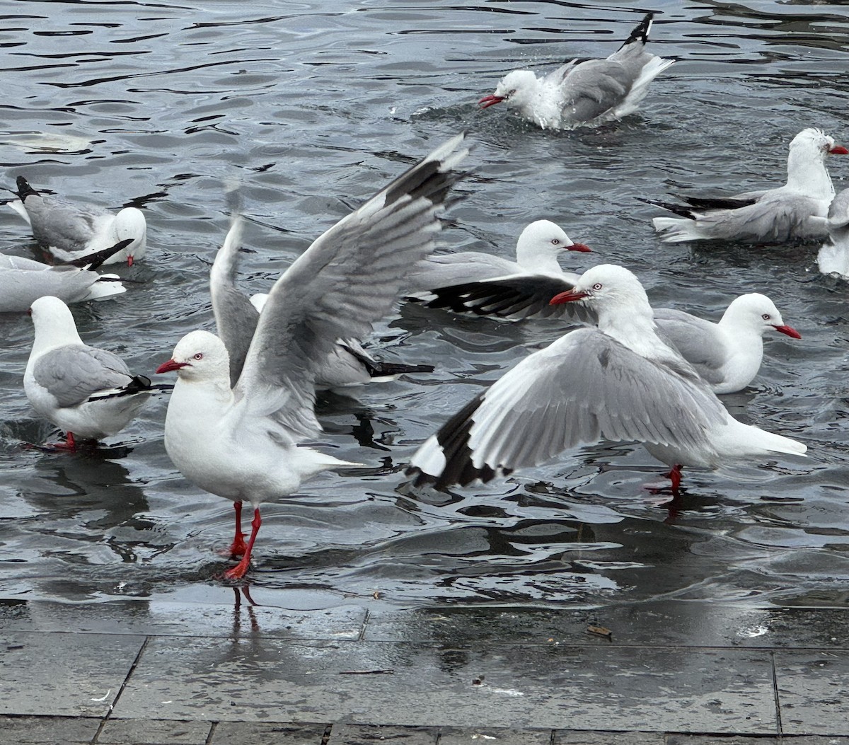 Silver Gull (Red-billed) - ML644882042