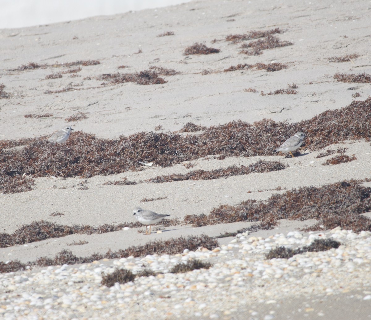 Flötenregenpfeifer - ML644882081