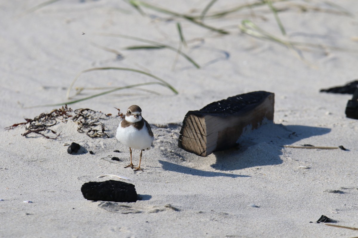 Semipalmated Plover - ML644882084