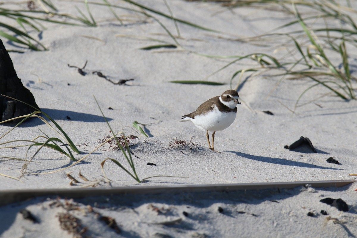 Semipalmated Plover - ML644882085