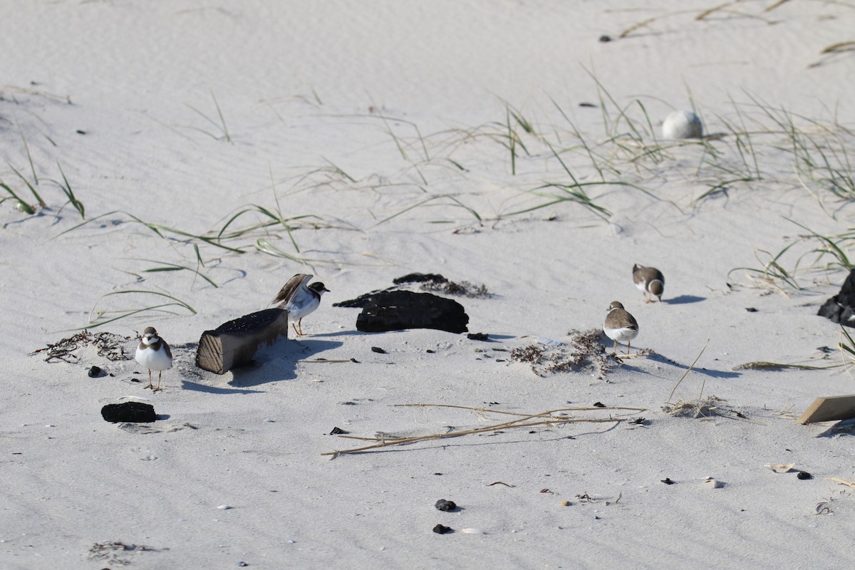 Semipalmated Plover - ML644882086