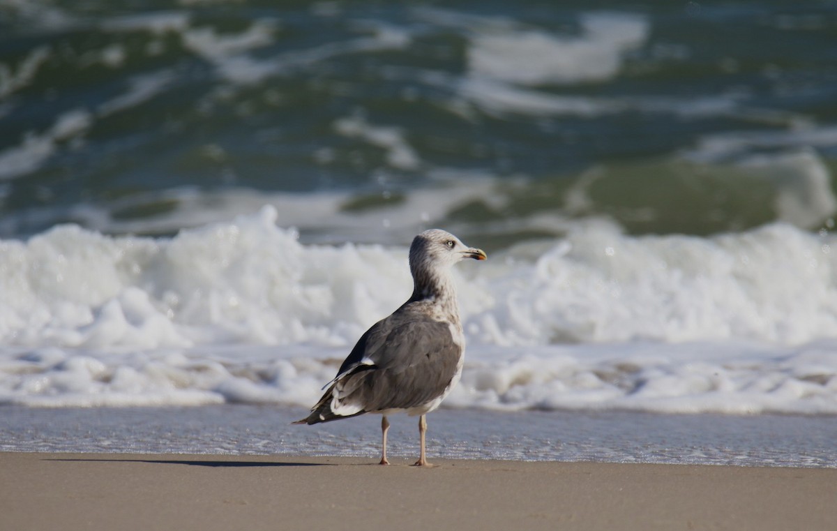 Lesser Black-backed Gull - ML644882093