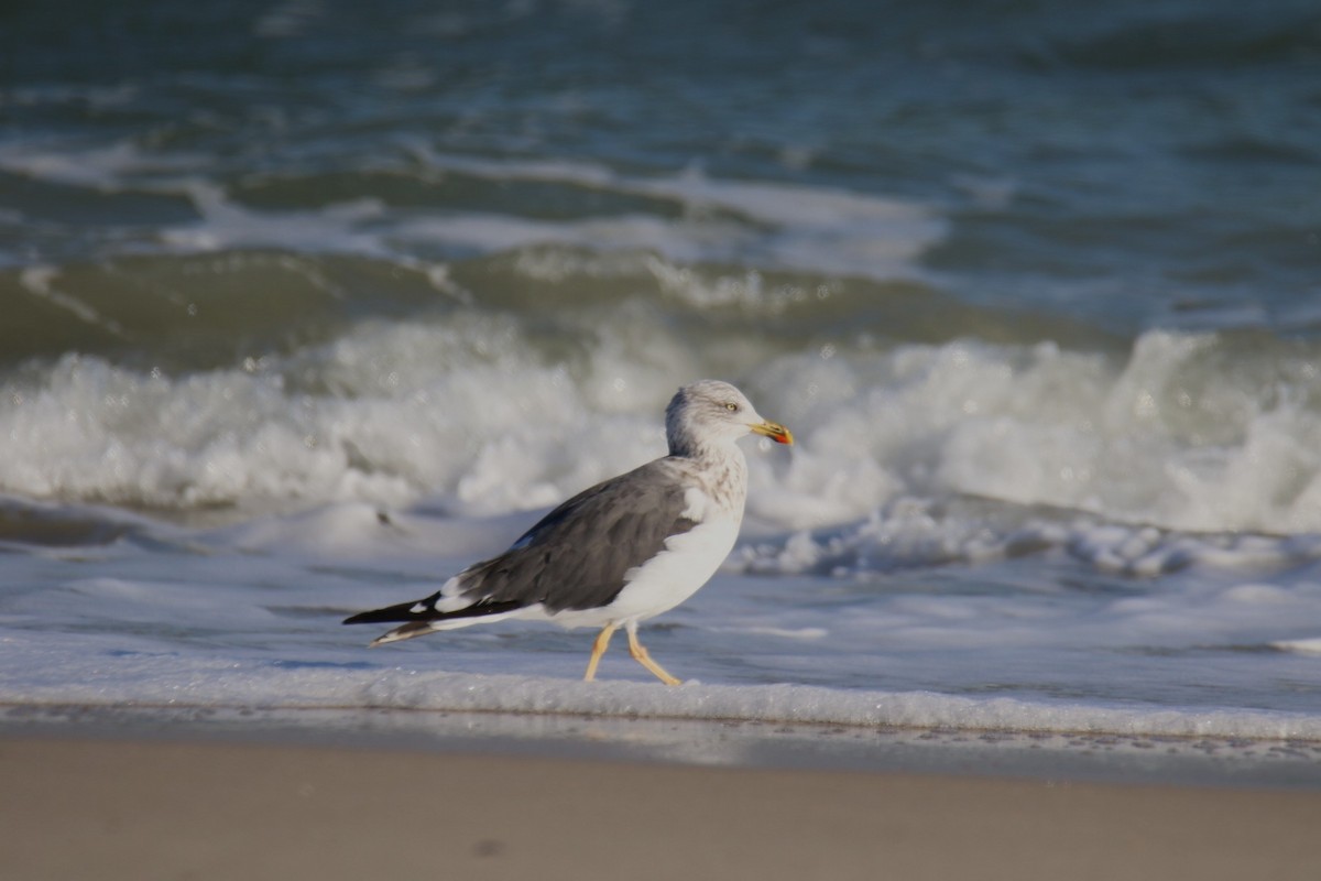 Lesser Black-backed Gull - ML644882094